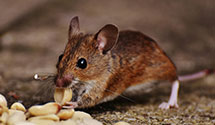 24 Hour & Emergency Exterminators in Milldale, CT